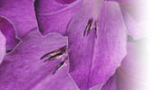 Floral Image