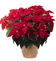 The FTD� Red Poinsettia Basket (Lg)