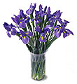 The FTD� Blooming Iris