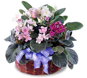 The FTD� African Violets