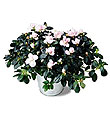 The FTD� Azalea (Lg)