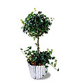 The FTD� Ivy Topiary