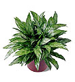 The FTD� Chinese Evergreen
