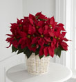 The FTD� Red Poinsettia Basket