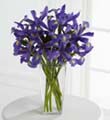The FTD� Iris Riches� Bouquet