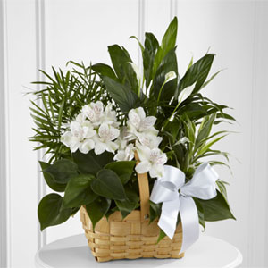 The FTD� Peace & Serenity� Dishgarden