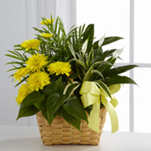 The FTD� Loving Light� Dishgarden