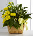 The FTD� Loving Light� Dishgarden