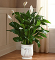 The FTD� 8 inch Comfort� Planter