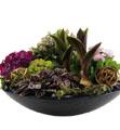 Arrangement of Plants