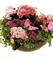 Arrangement of Plants