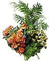 Arrangement of Plants