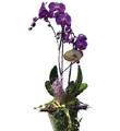 Phalaenopsis Plant