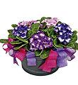 Arrangement of Plants