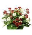 Celebration Arrangement