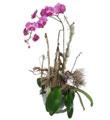 Phalaenopsis