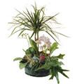 Arrangement of Plants