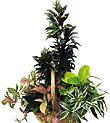 Arrangement of Plants