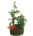 Arrangement of Green & Blooming Plants