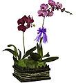 Phalaenopsis