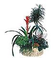Arrangement of Plants