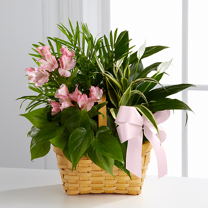 The FTD� Living Spirit� Dishgarden