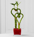 Be Still My Heart Bamboo - Better