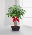 Peace & Prosperity Braided Money Tree