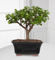 Dwarf Jade Bonsai - Good